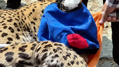 A Leopard entered a physically disabled woman’s home in Uttarakhand’s Betalghat; how she kept it contained until rescuers arrived