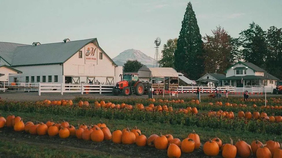 7 scenic pumpkin patches in the U.S. with views so good they’re worth a fall road trip