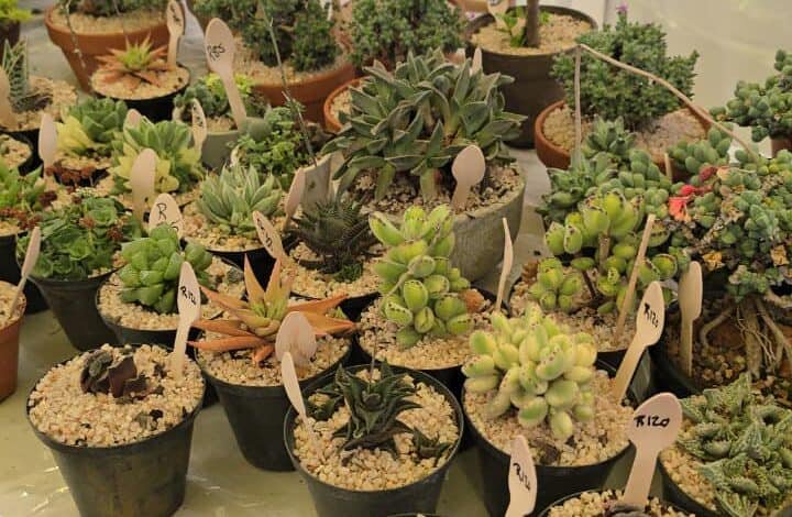 Houghton Bonsai, Succulent & Plant Show brings rare plants and family fun to Killarney Mall