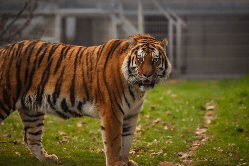 Tiger at Yorkshire Wildlife Park ‘didn’t mean to kill man’, believes keeper