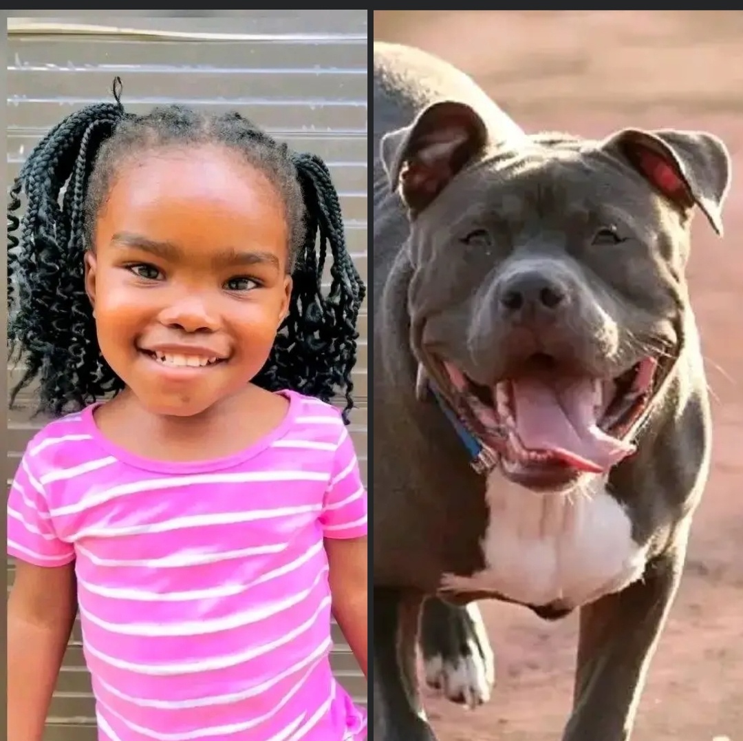 SAD: 2-Year-Old Azokuhle Allegedly Attacked by Pit Bull While Returning Home From Church