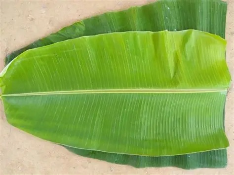 Banana Leaves Found Effective In Treating Ten Various Diseases