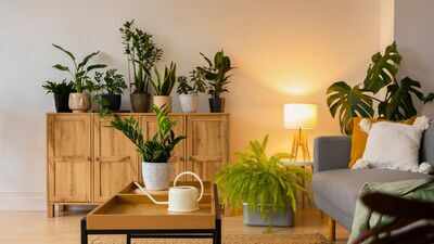 5 Plants that can improve air circulation inside the house
