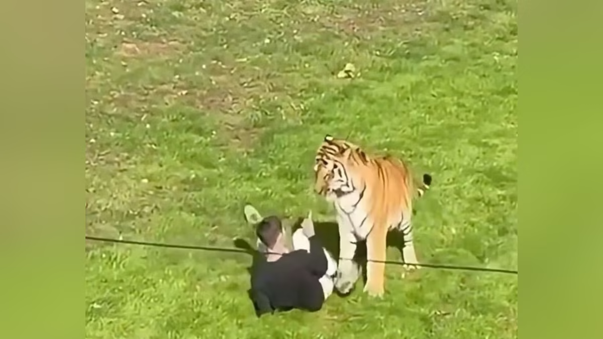 Man dies after entering tiger enclosure at UK Wildlife Park