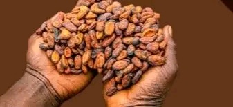 Cocoa Farmers Guaranteed at Least 70% of World Market Price Under New Law – President Mahama