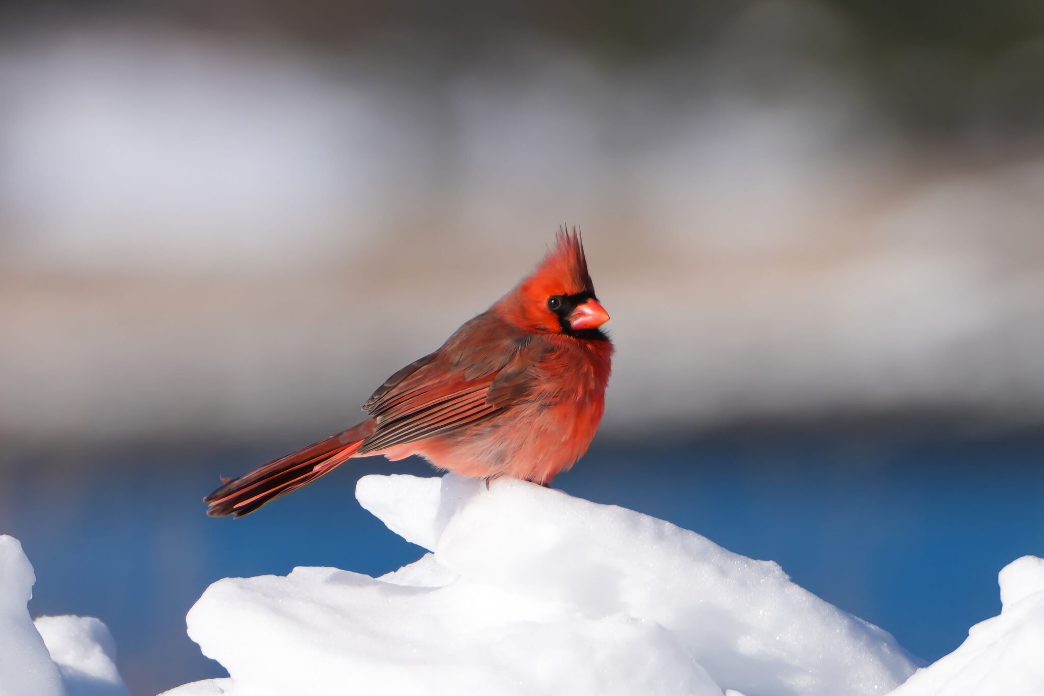The Hidden Meaning of a Red Cardinal Visit: Is It a Message from a Loved One?
