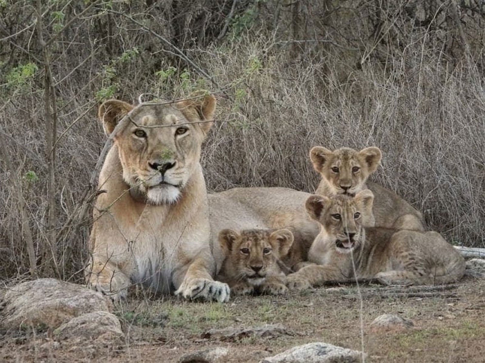 Gujarat: Barda forests emerge as new ‘second home’ for Asiatic lions; study finds habitat suitable for long-term population