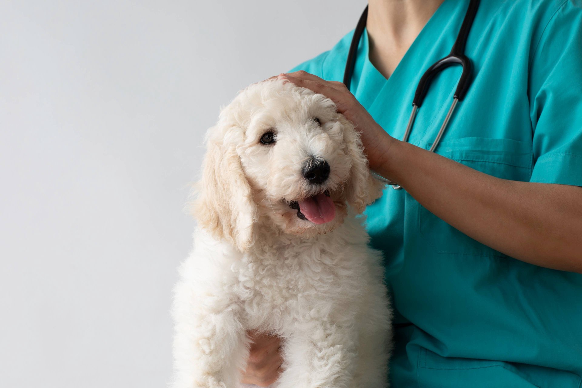Accident-Only vs. Accident-and-Illness Pet Insurance: What’s the Difference?