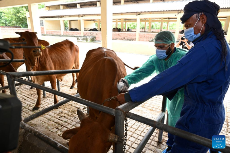 China’s vaccine assistance strengthens Pakistan’s livestock disease-control efforts