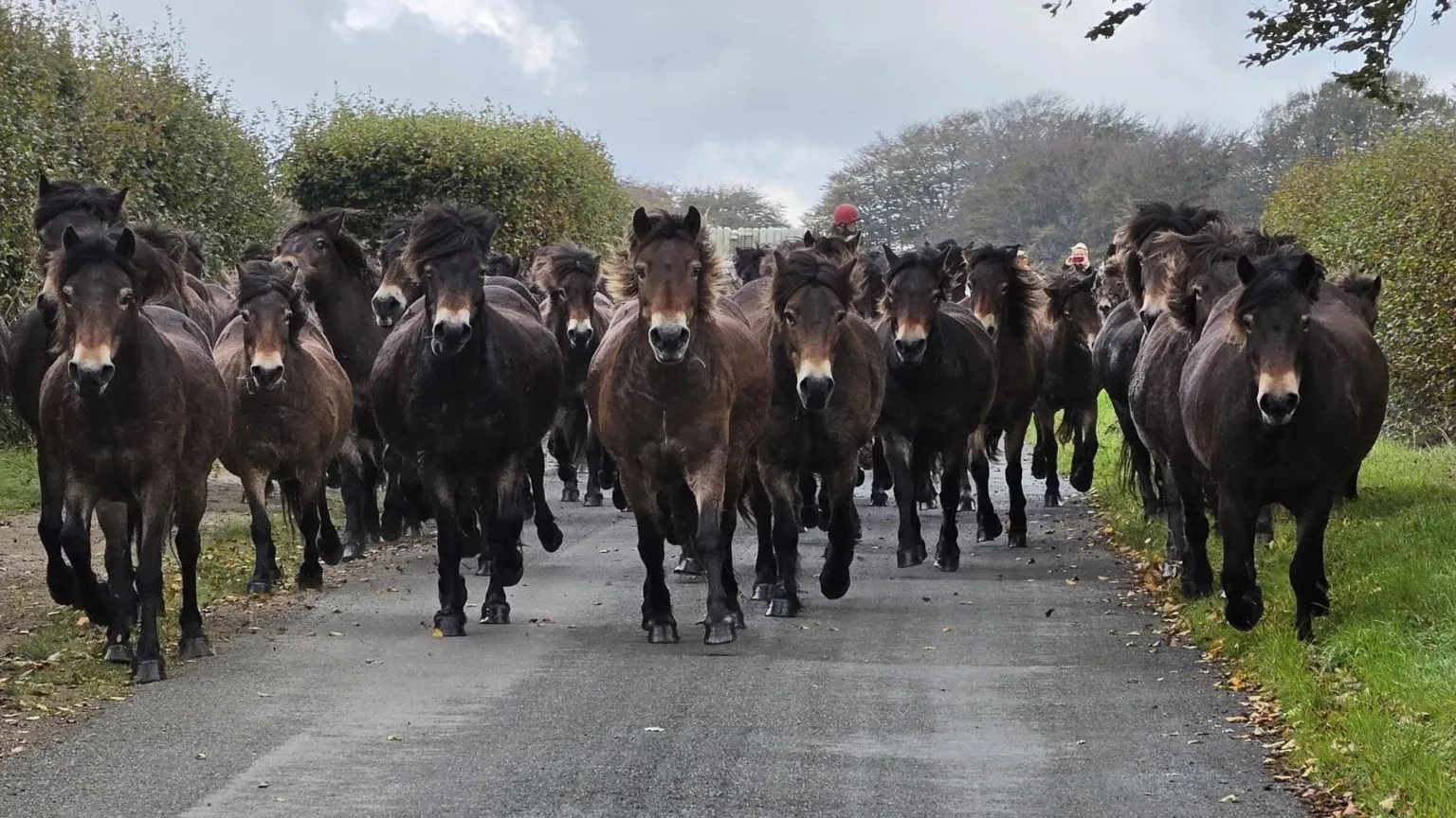 Exmoor ponies gallop to annual health check