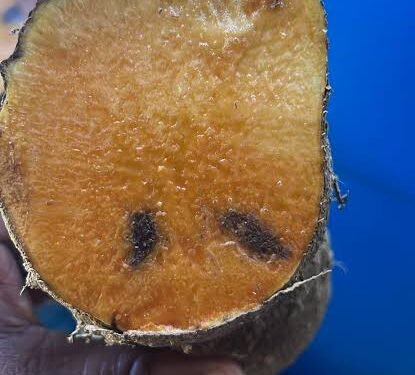 Experts Caution Consumers On Dark-Stained Yam
