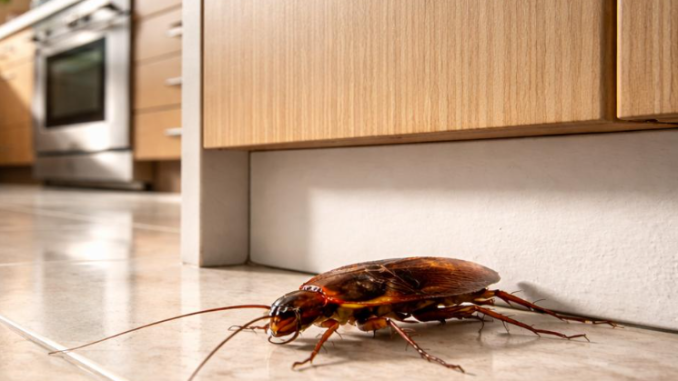 7 Effective Ways to Get Rid of Cockroaches in Your Kitchen