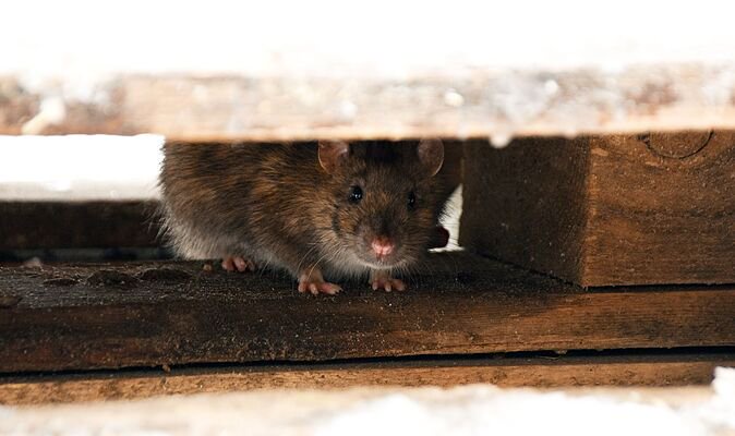 Rats will never enter homes if you use vinegar with 1 natural ingredient pest expert loves