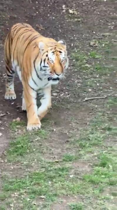 Yorkshire Wildlife Park: The word man mauled to death shouted five times at tiger