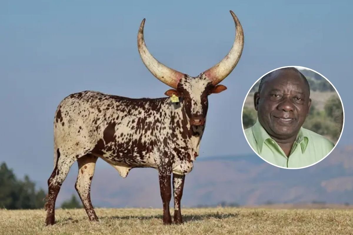Ramaphosa’s ankole bags record R6,4 MILLION at auction