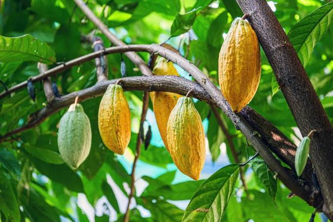 President Ruto Promotes Cocoa Farming as New Opportunity to Boost Farmers’ Incomes in Kenya
