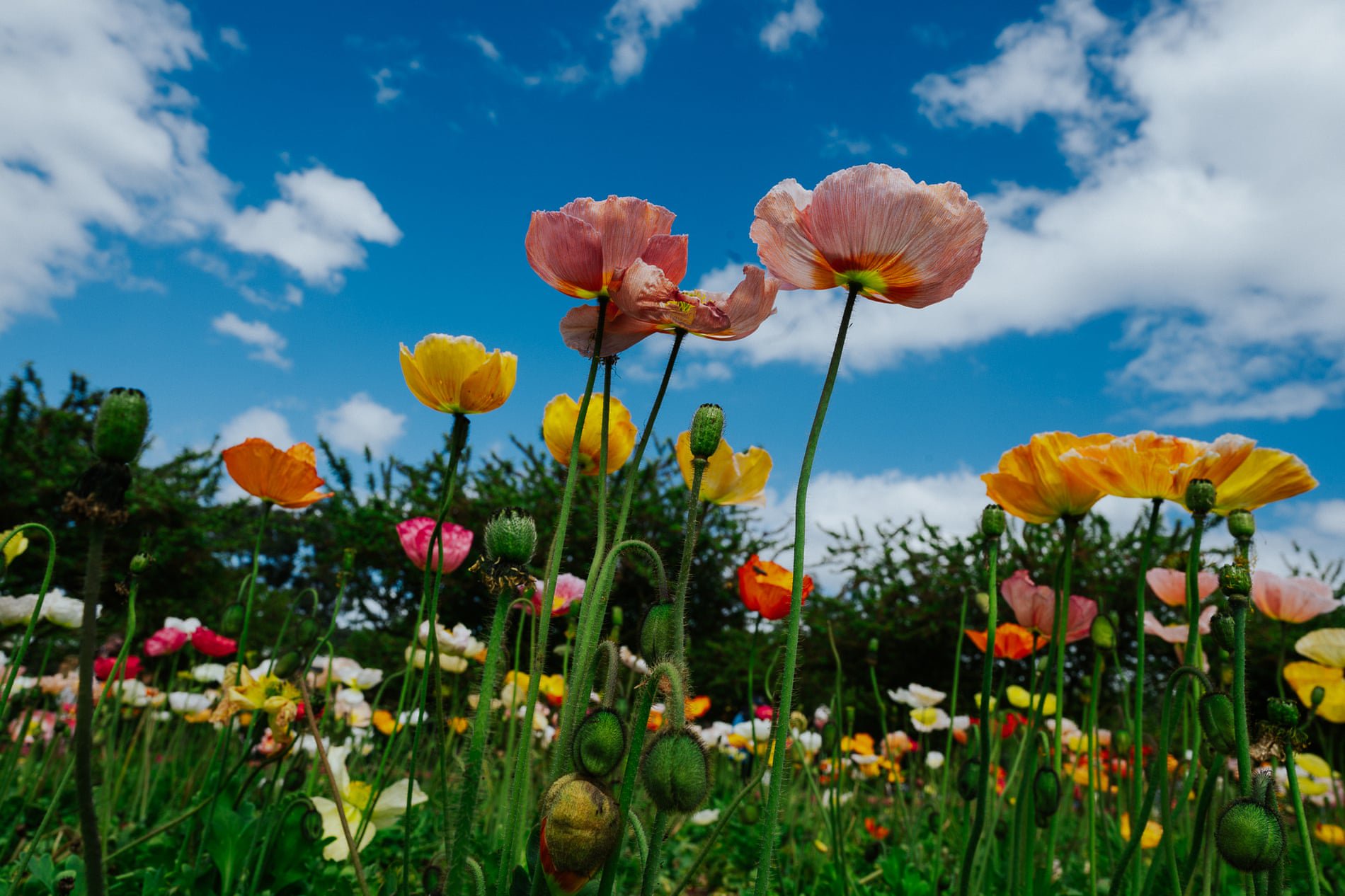 Blooming beautiful! The Tesselaar tulip festival – in pictures