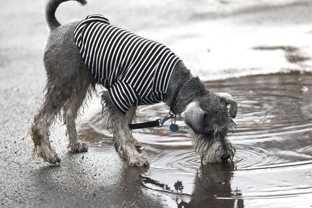 Rainy days and dogs: What every pet owner should know