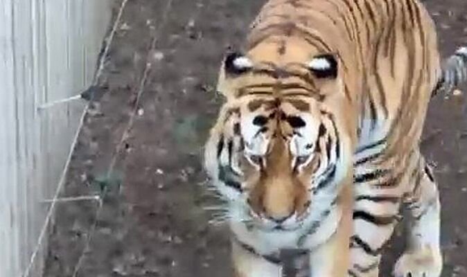 Man’s tragic final gesture to tiger before attack as witnesses recall horrifying scream