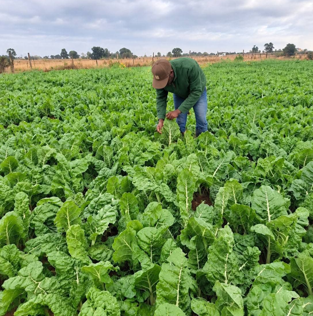 Kenyan Farmer Reveals How One Acre of Spinach Earns Him Up to KSh 600,000