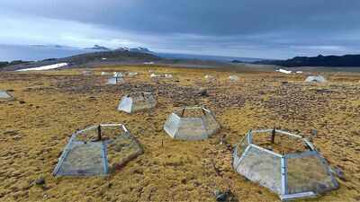 Antarctica has only 2 native flowering plants; after 7 years of warming, one slowed photosynthesis while the other increased it