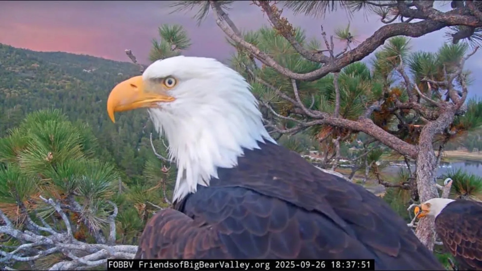 Cause of Death Revealed For Jackie, Beloved Bald Eagle of Big Bear Lake