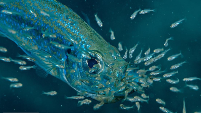 7 Animals That Carry Their Babies Around in Their Mouths