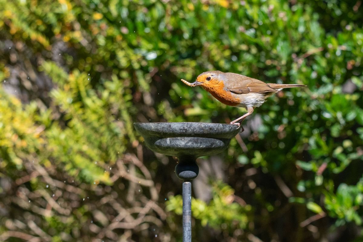 Robins will return to your garden all autumn if you provide 2 foods they love