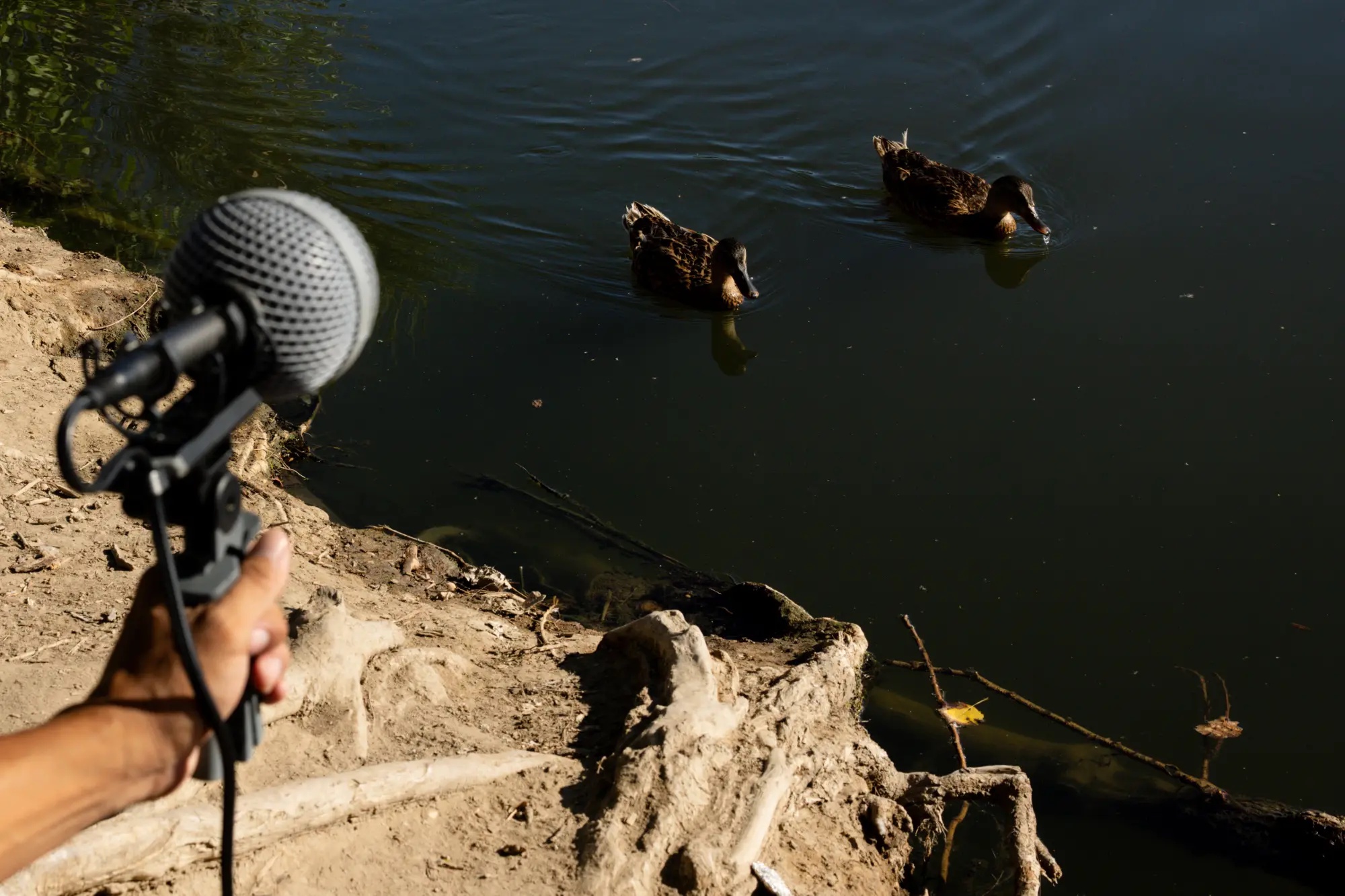 When L.A. feels chaotic, this field recording club offers escape