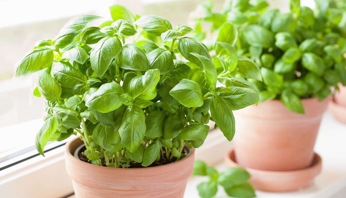 Cure Blood Pressure, Diabetes & Stomach Pain Naturally With These Leaves