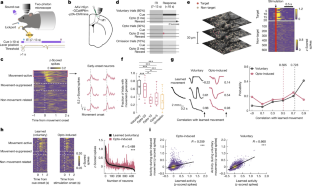 UC San Diego study achieves mind control by stimulating neurons