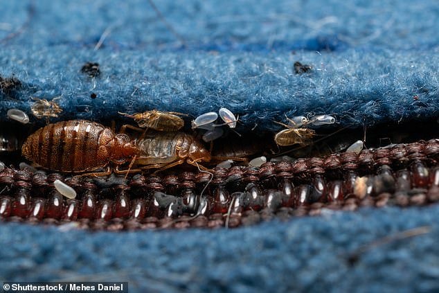 ‘We’re at PEAK bed bug’: Are insects coming on holiday with YOU? Bloodsucking pests are spreading through travel hotspots as expert issues warning