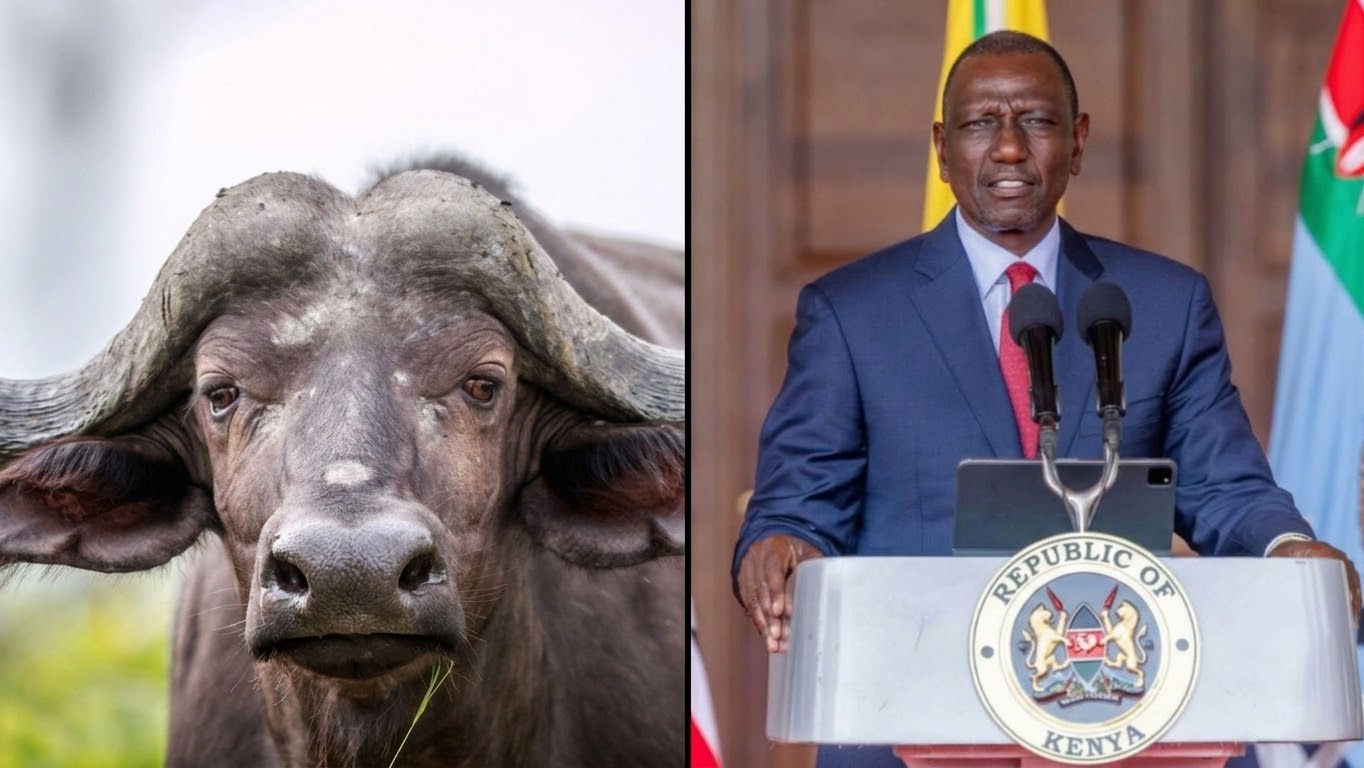 Ruto’s Buffalo Milk Proposal Sparks Laughter as KWS Issues Warning to Kenyans
