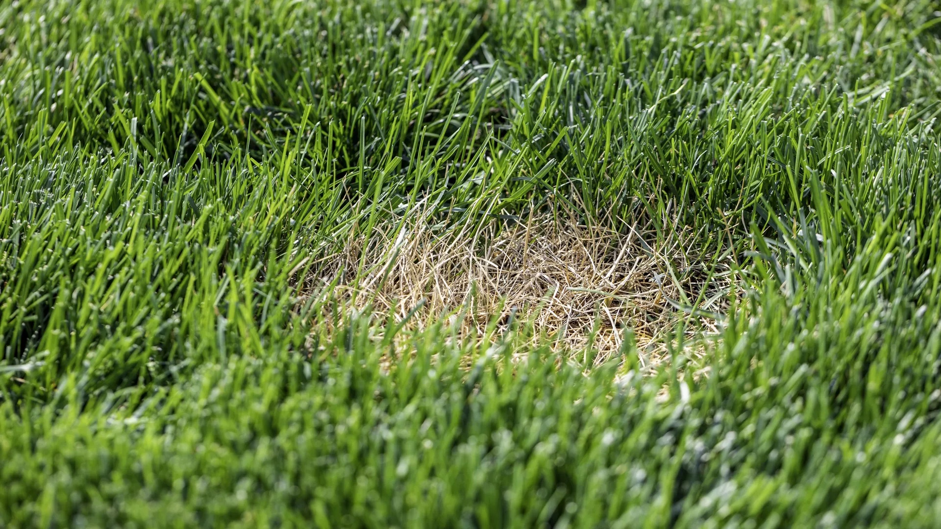 Can You Plant Grass Seed in October? Here’s How to Fix Bare Spots Before Winter