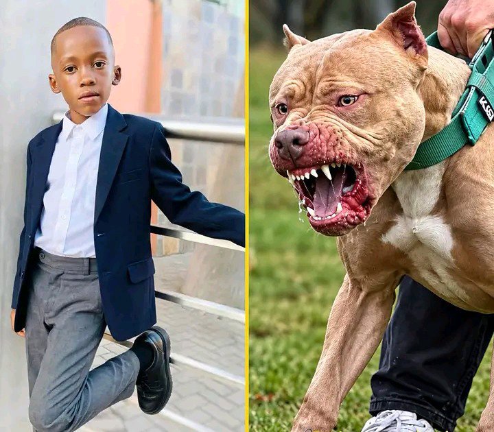 Young Boy Dies In Hospital After Alleged Dog Attack While Walking Home From School