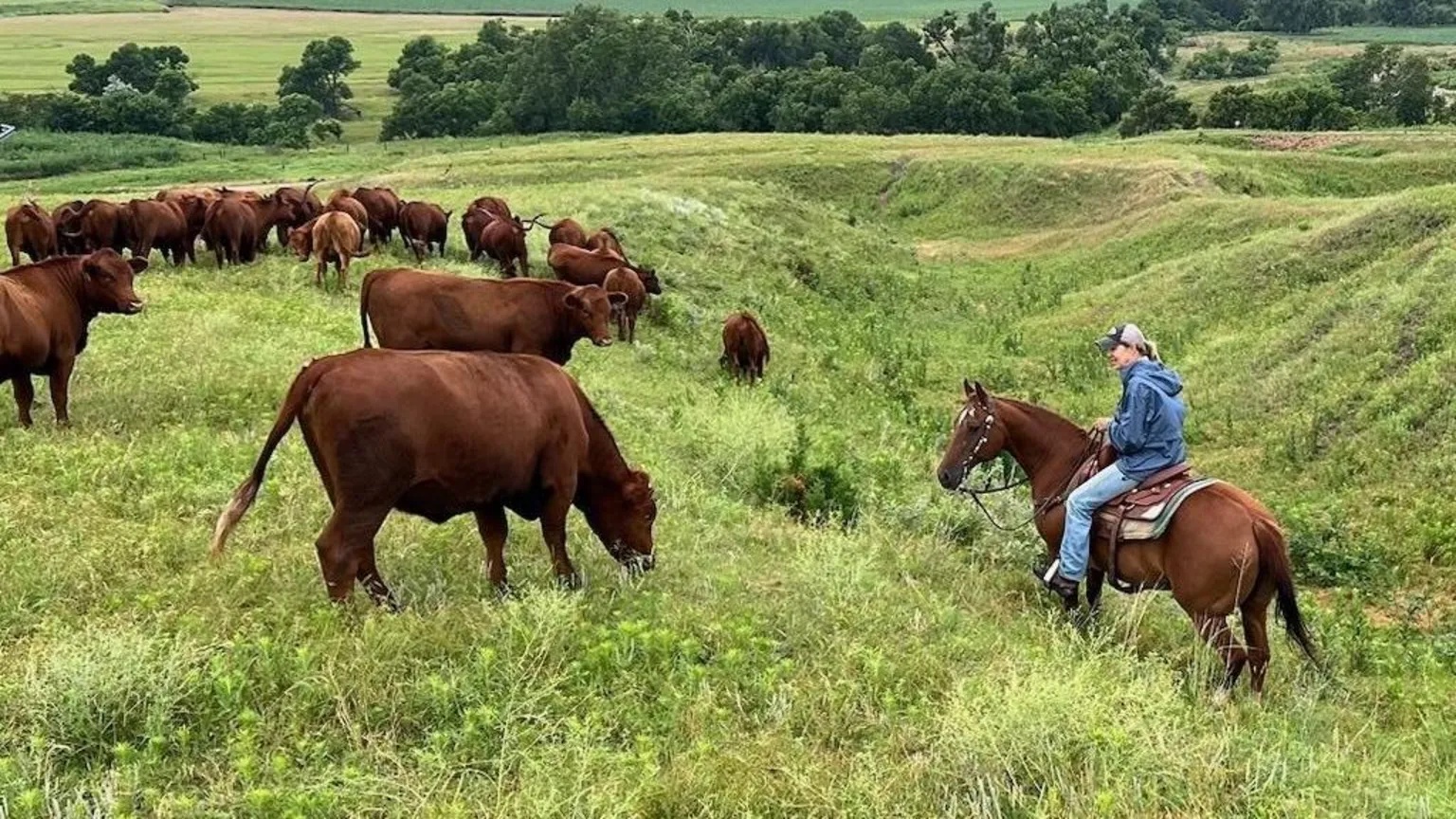 American ranchers wrestle with soaring costs – and their loyalty to Trump