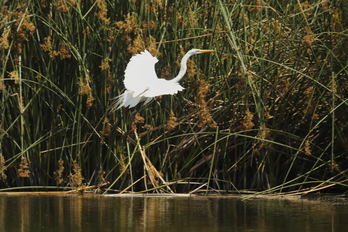 Randall Preserve set to begin phase one of renovations after $2-million check
