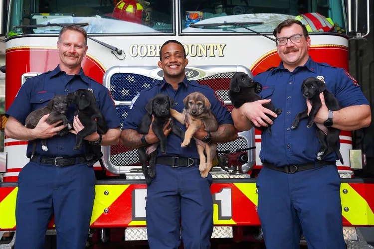 Georgia Firefighters Help Vet Clinic Deliver 15 Puppies at Once, One Week After Learning Pet CPR