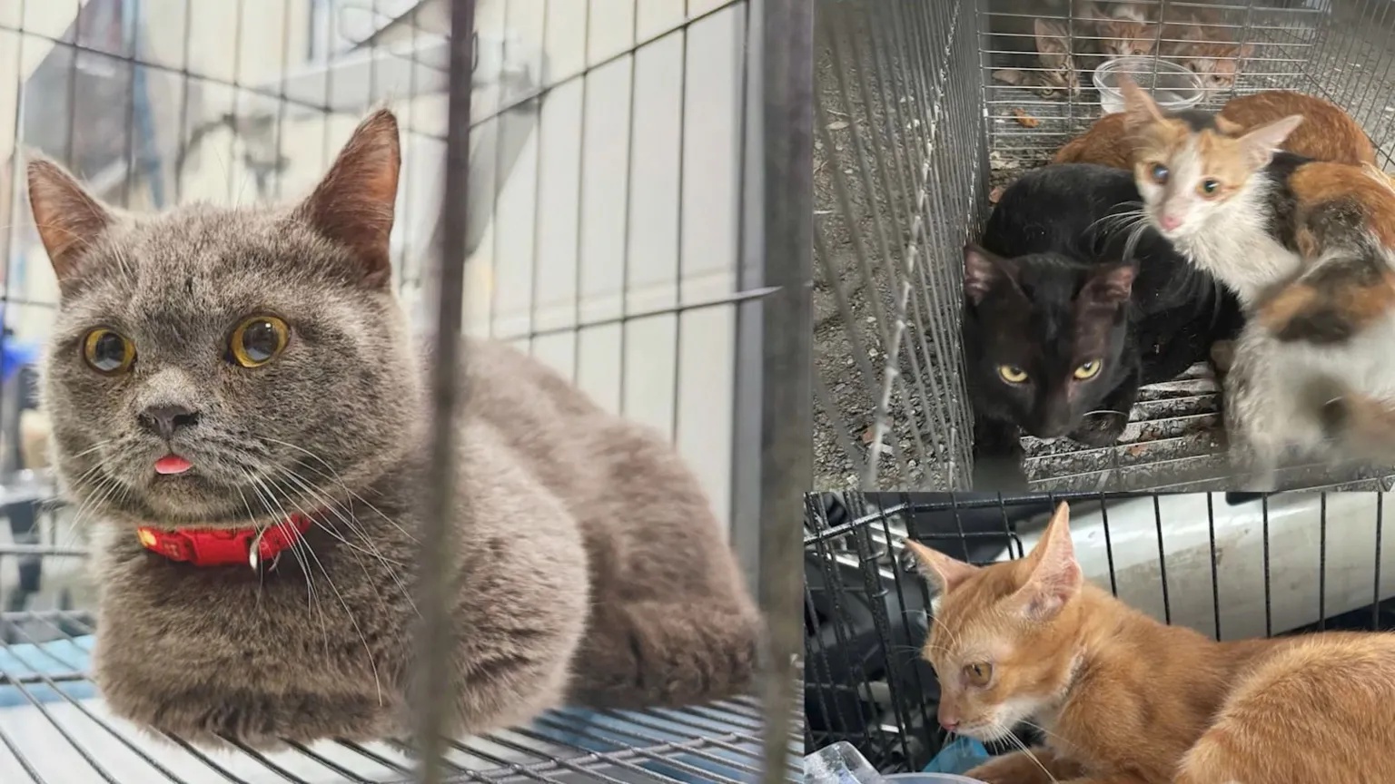 Twelve arrested for allegedly running cat trafficking ring in Vietnam
