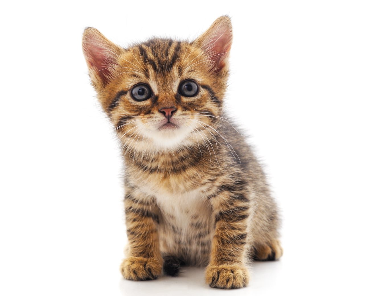 Is the US becoming a nation of cat lovers?