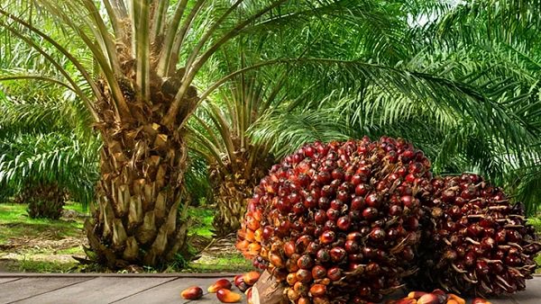 Nigeria’s WCOPS Leadership Role Raises Hopes For Oil Palm Smallholders