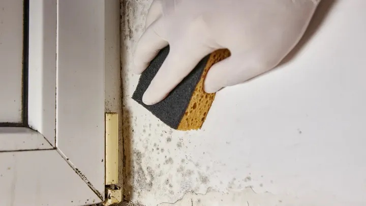 Should you use vinegar to remove mould? Experts in different countries disagree