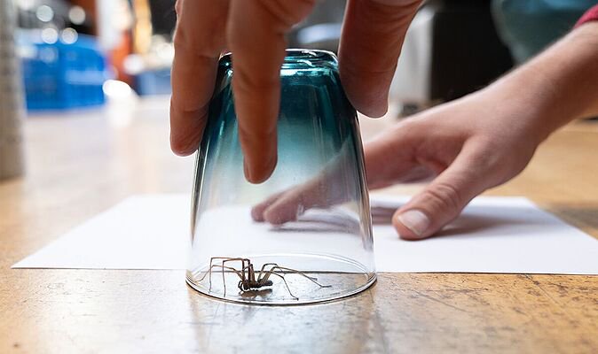RSPCA ‘make sure’ warning if you catch a spider in your home