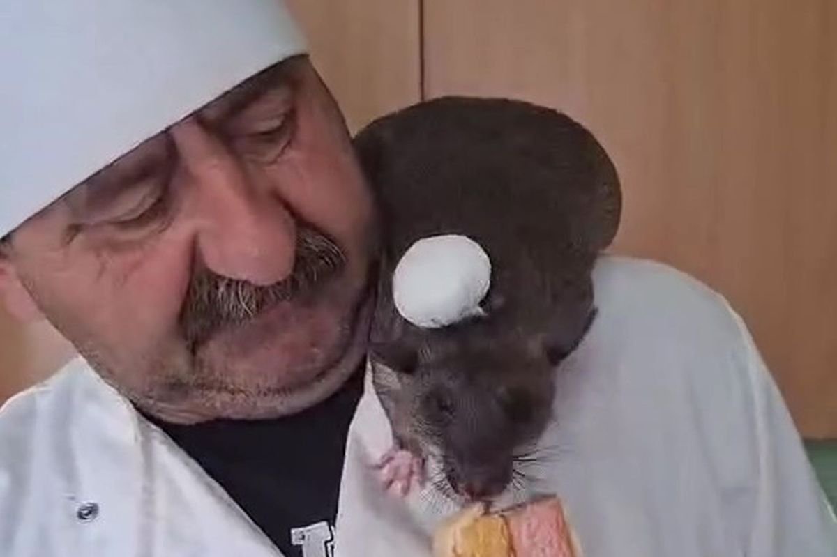 Bloke walks his giant two-foot rat on a lead and it helps him cook like in Ratatouille