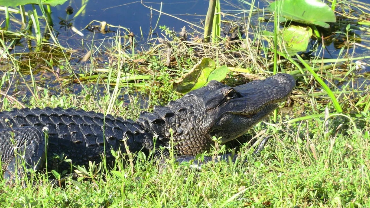 71-year-old man goes fishing at Lake Apopka. Then a 12-foot alligator attacks, and other water predators stop rescuers from reaching him for 2 hours