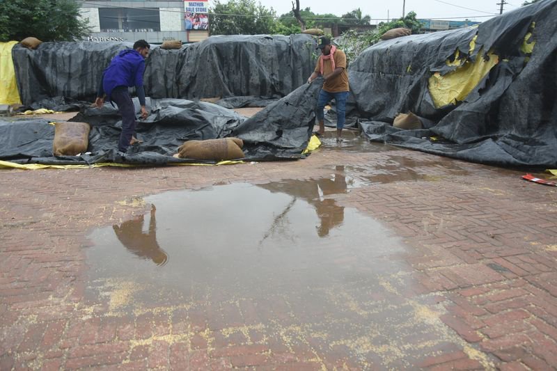Rain and wind threaten ripe crops in Ludhiana, farmers pray for clear skies