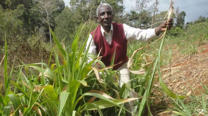 Former Kibaki Bodyguard Who Quit KSh 700 Police Job to Earn KSh 200,000 Annually From Grass Farming