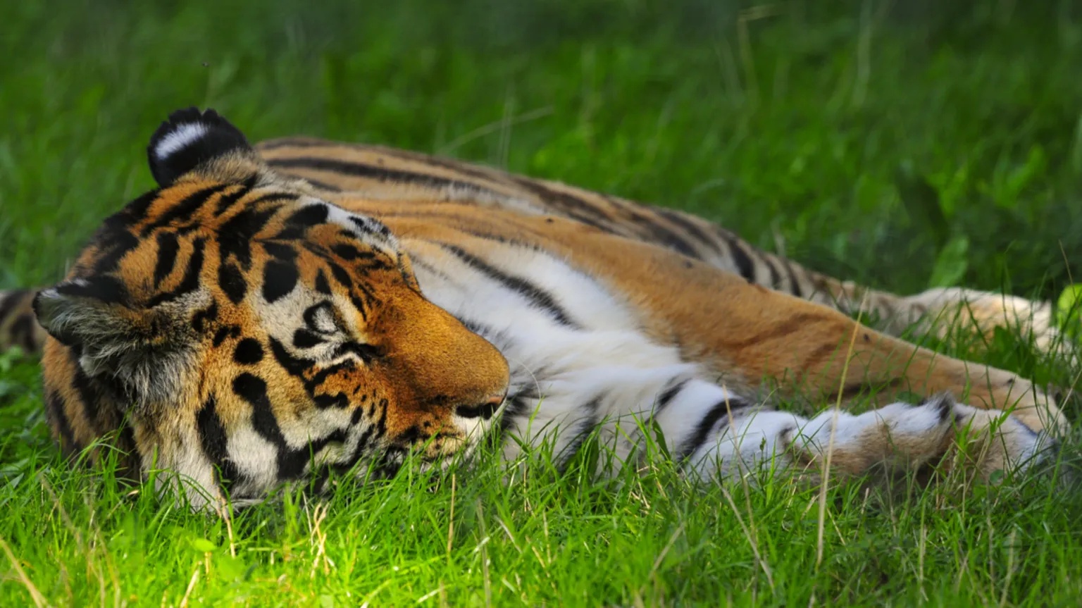 Man attacked by tiger at Yorkshire Wildlife Park
