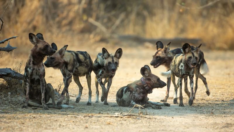 Three wild dogs traveled more than 2,500 miles just to find a mate