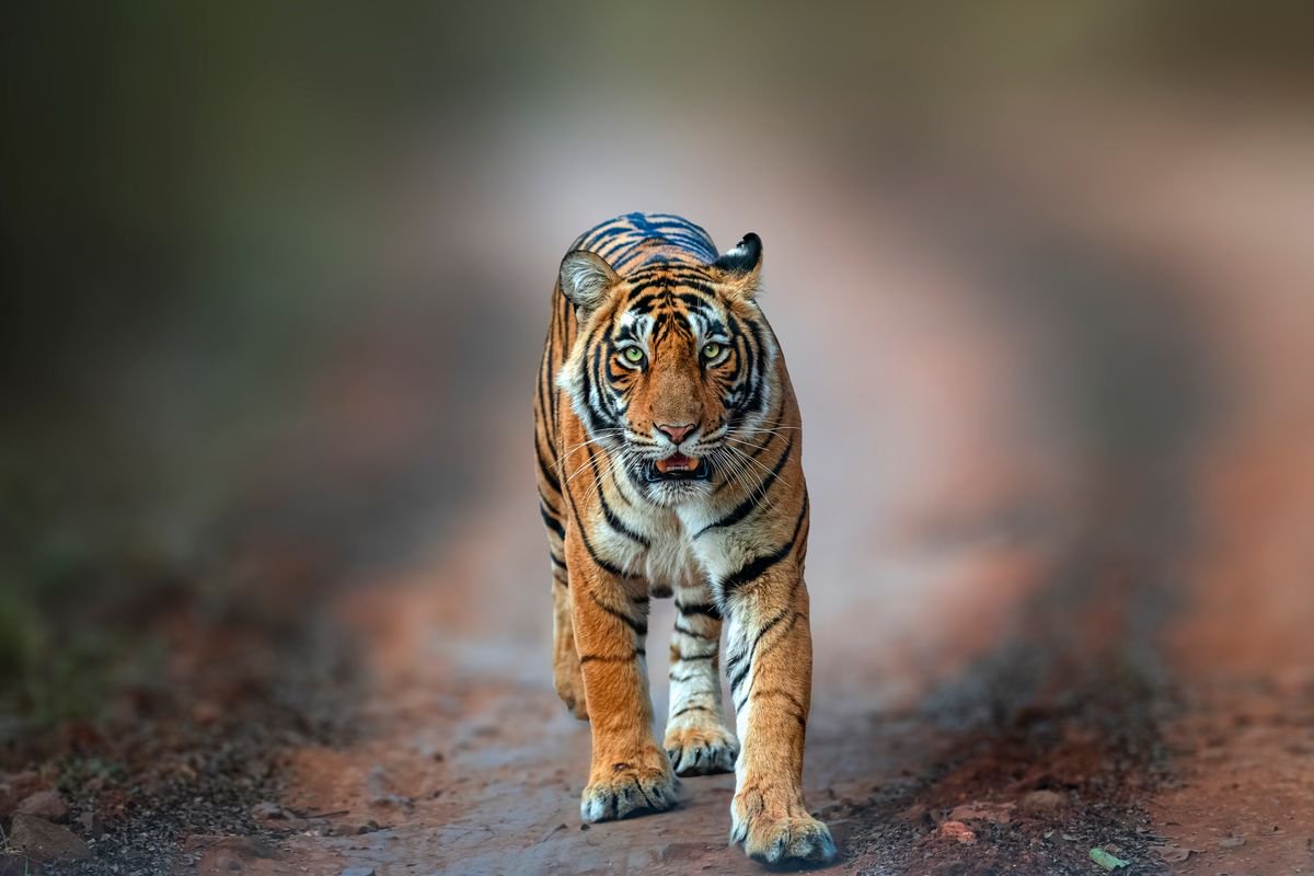 Wildlife expert says ‘it’s not the tiger’s fault’ after tragic mauling death